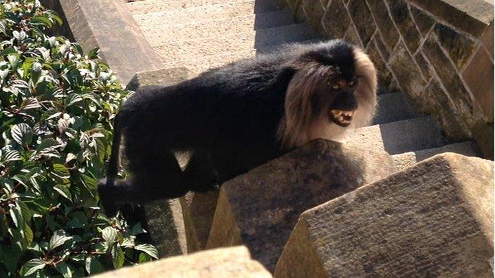 Lion-tailed macaque