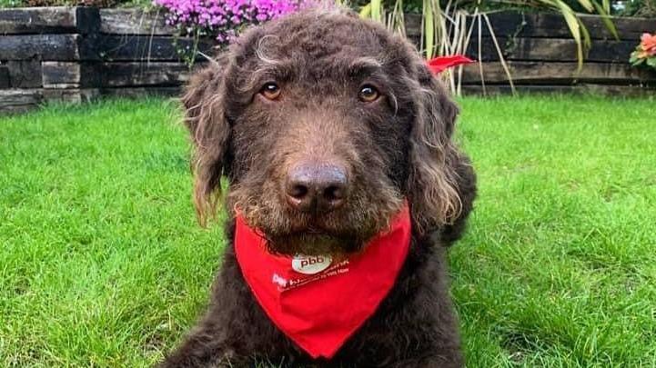 Alfie the dog donate blood to Pet Blood Bank UK