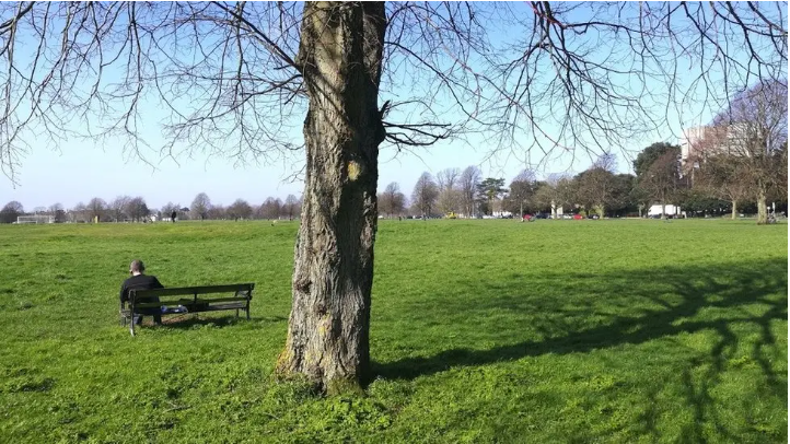 A large tree on Clifton Down, which is a green space in Bristol. Next to the tree is a man sat on a bench, with the photo taken from behind him. In the distance trees can be seen around the perimeter of the green area.