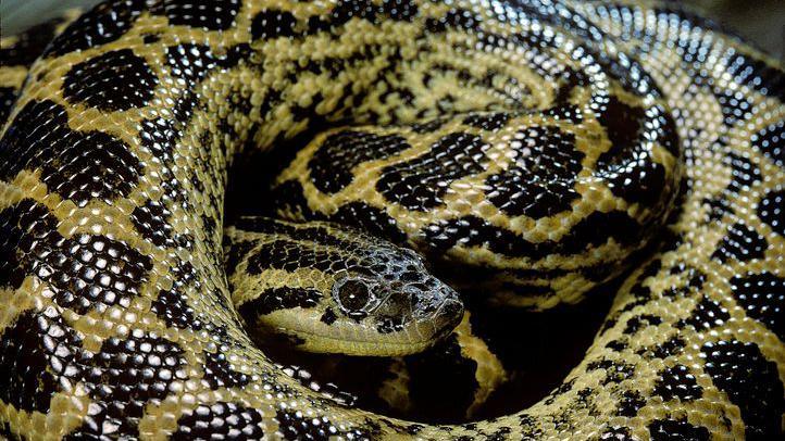 A coiled yellow anaconda.