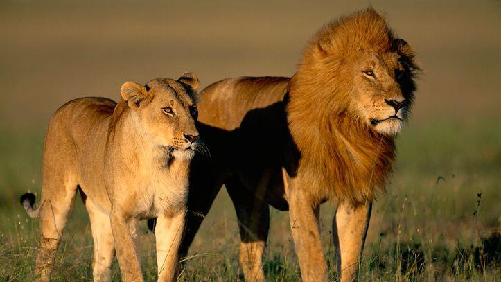 Lioness and a lion standing together