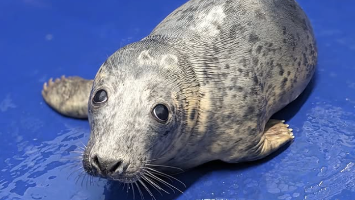 An seal with a pelt of mottled grey stares at the camera in a blue pool.