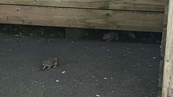 Two rats emerge from under a wooden structure.