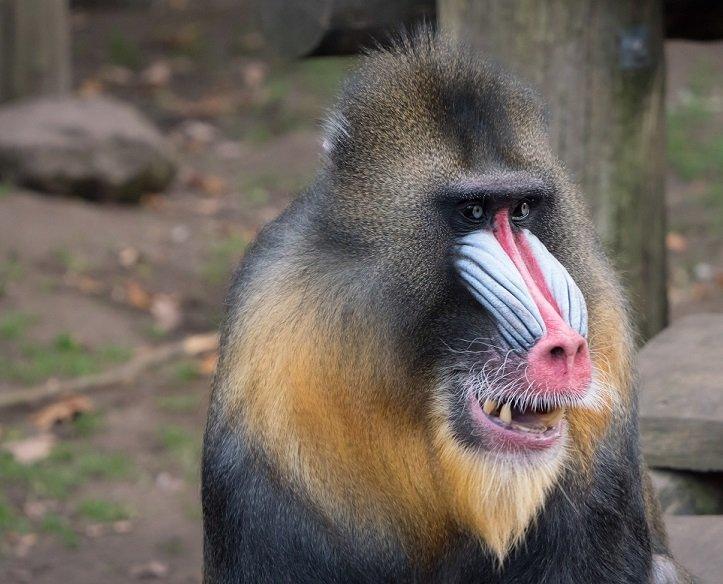 adult mandrill