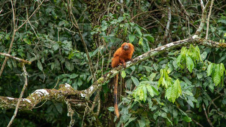 Golden lion tamarin in Brazil.