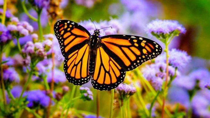 Butterfly on a flower