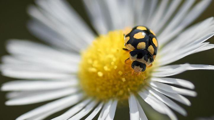 A black ladybird with yellow spots on a white and yellow flower