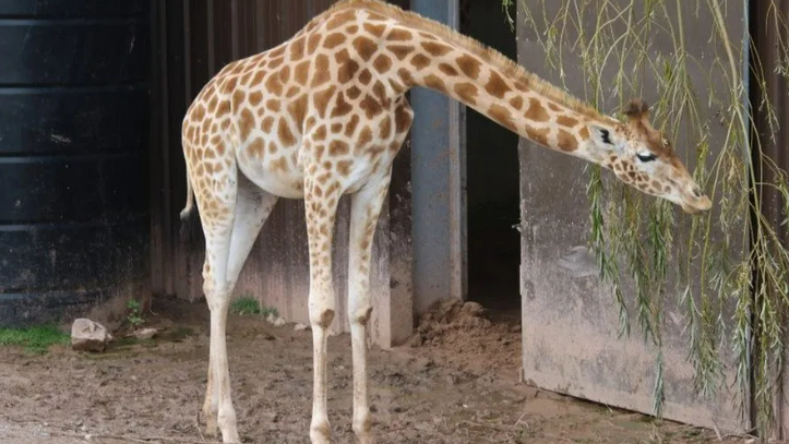 A giraffe stretches its neck to eat some vegetation.