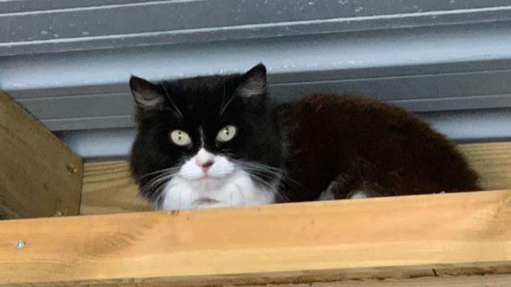 A black and white car sitting high up on a shelf