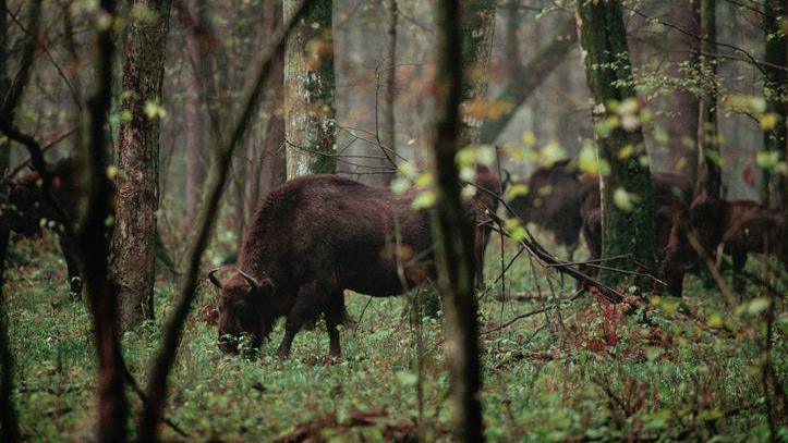 bison grazing in a forest in Poland