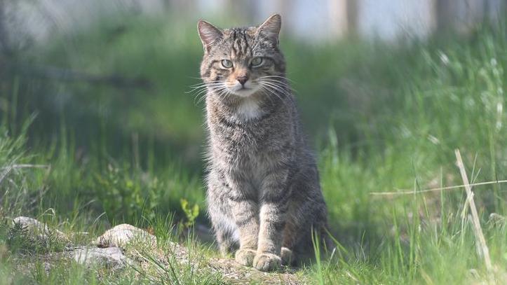 The cat looks like a large tabby cat with grey-brown fur and darker stripes. The wildcat is sitting in an area of grass and is looking into the camera.
