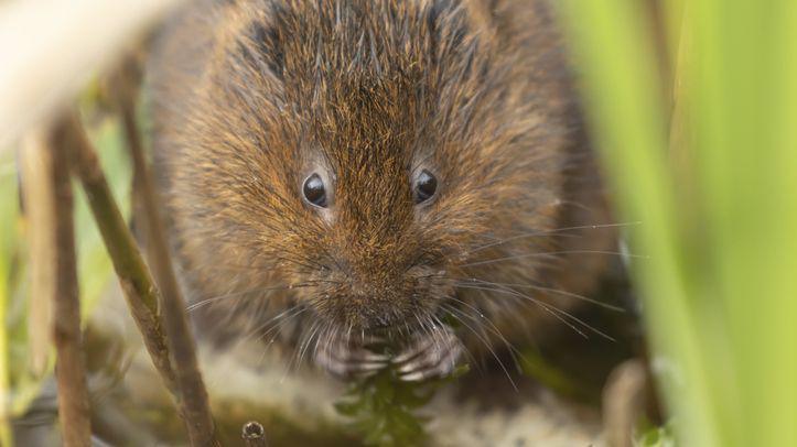 A close-up of a water vole.