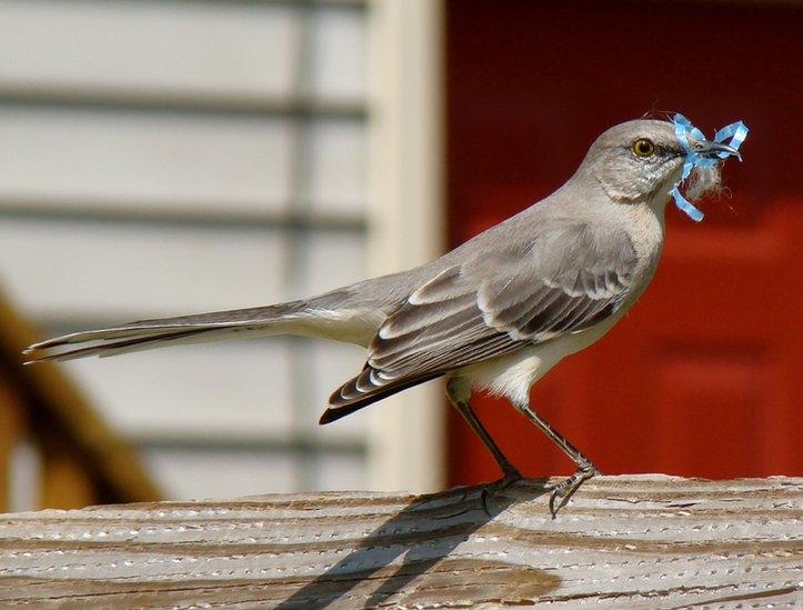 A mockingbird with nest materials in its beak