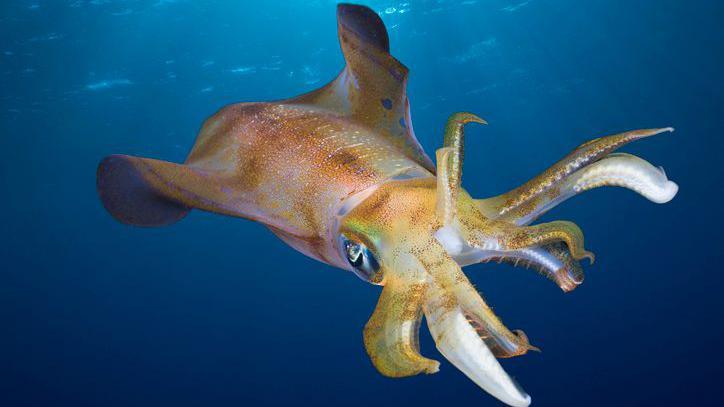 A squid in the water.