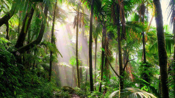 Tropical forest.