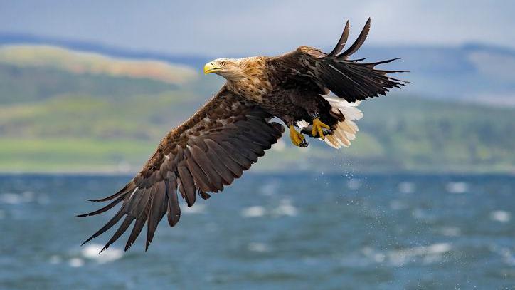 White-tailed eagle.