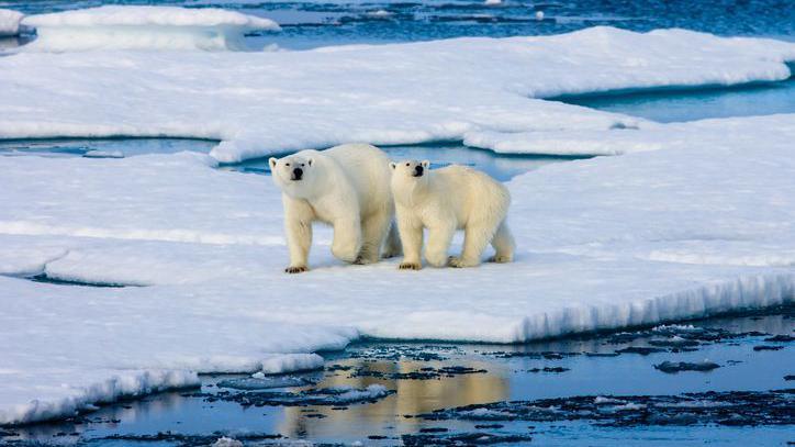 two polar bears walking on ice in the sea