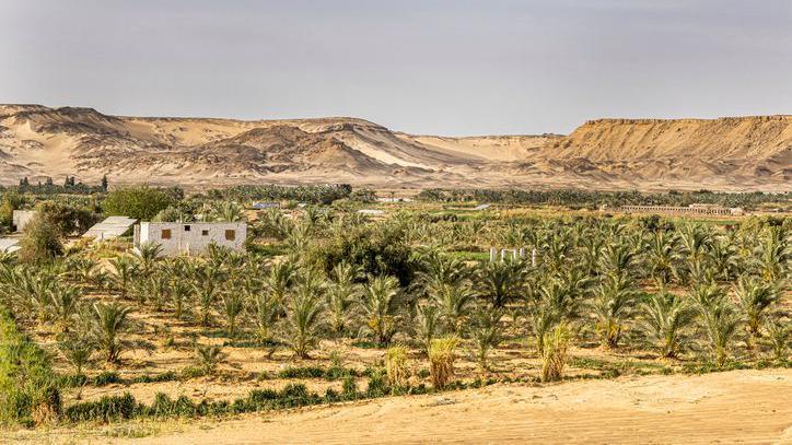 Bahariya Oasis in Egypt