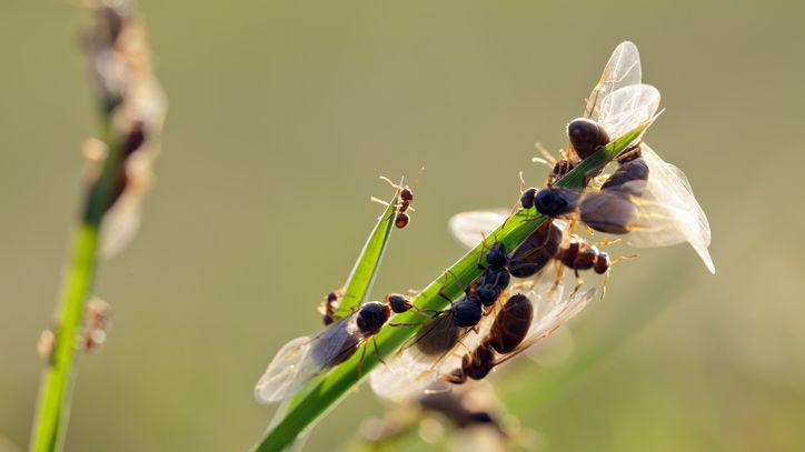 A number of winged ants climbing to the top of a plant stem. 