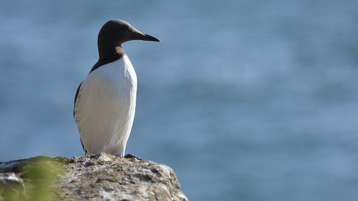 Guillemot bird