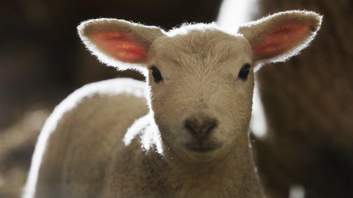 Lamb