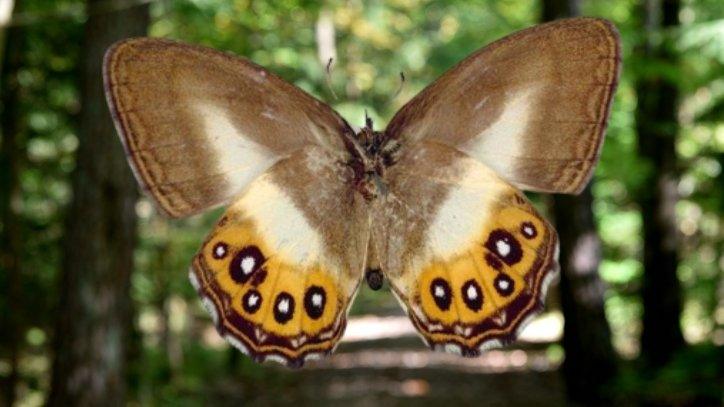 The new butterfly species