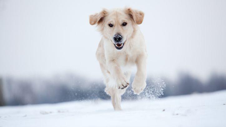 Golden Retriever dog jumping around in the snow.