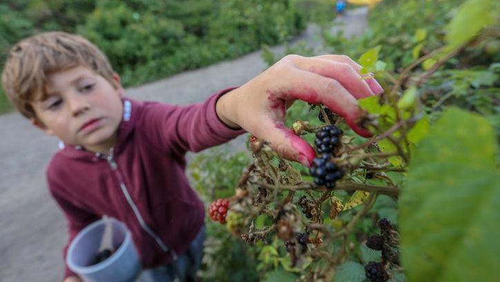 Boy picking blackberries.