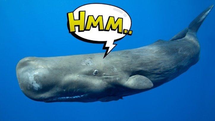 sperm whale