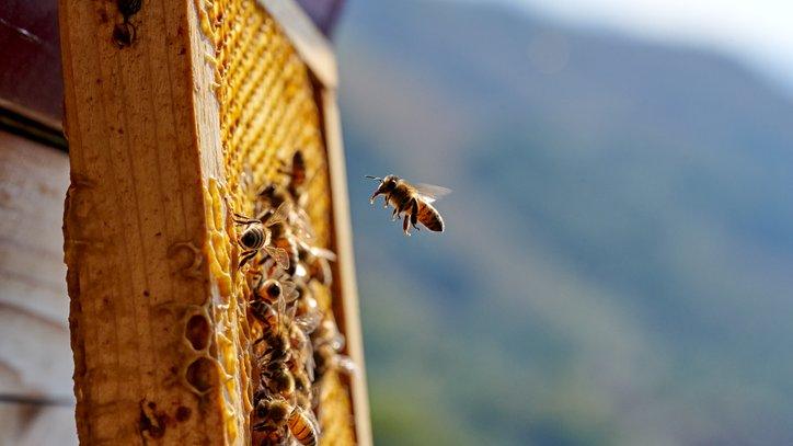 honey bee and beehive