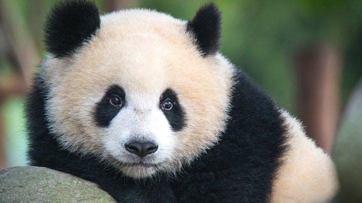 Giant panda