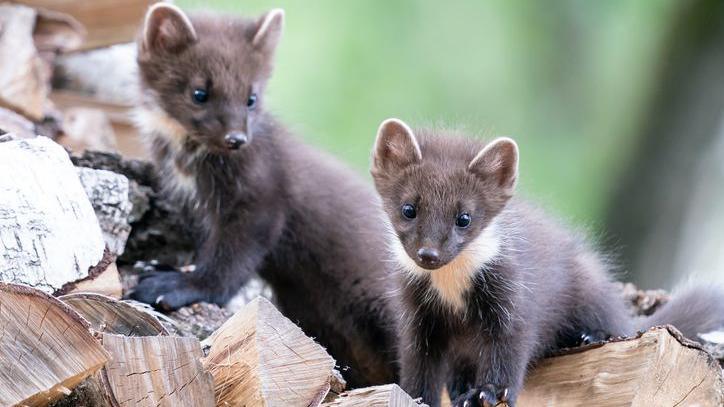 Two pine marten cubs.