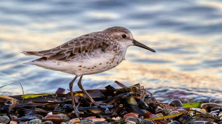 Dunlin