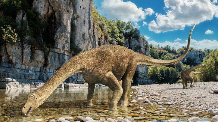 An artists impression of a sauropod drinking water.