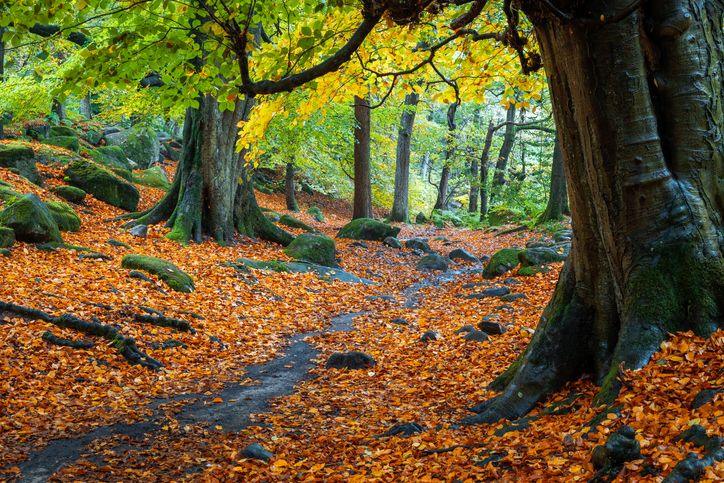 Trees in a forest with orange leaves scattered around their trunks.