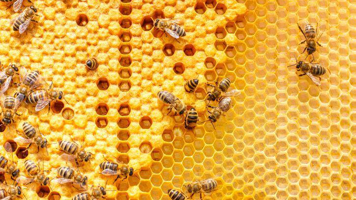 Larvae of bees in the combs.