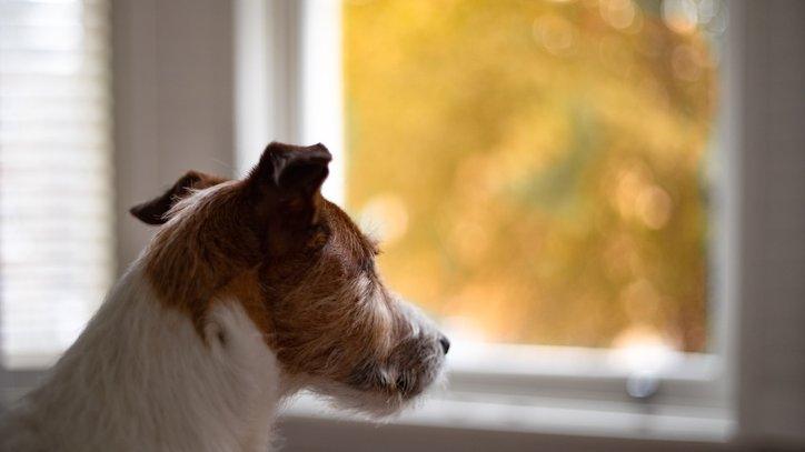 dog looking out of window