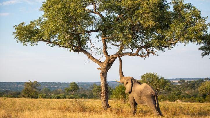 Elephant by a tree