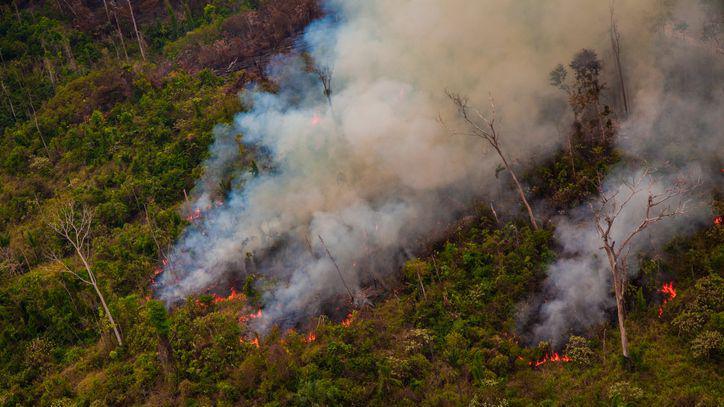 Fire in a tropical rainforest.