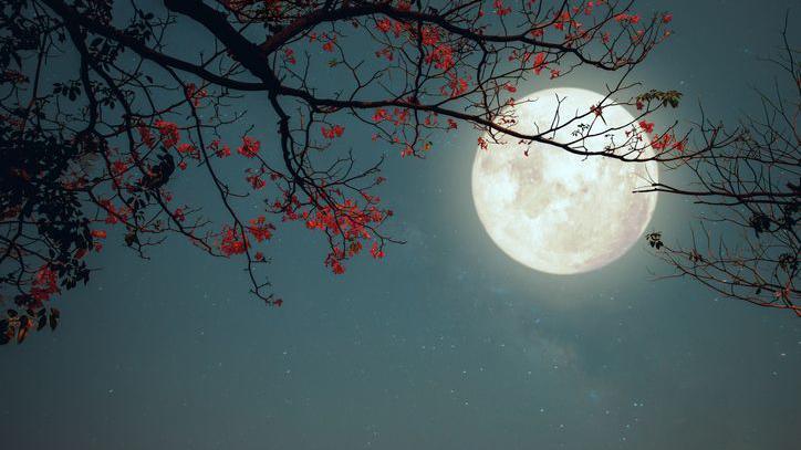 Pink flower blossom with the full moon shining brightly in the night sky.