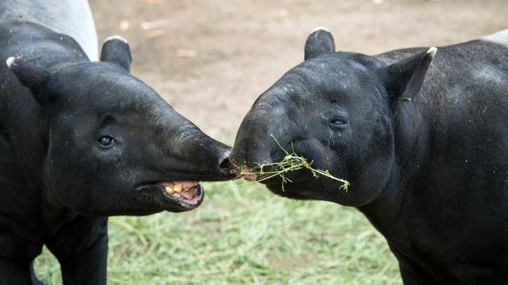 Two tapirs in the wild.