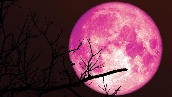 Super strawberry pink moon and silhouette branch tree in the night sky, taken in Thailand in 2023. Elements of this image have been furnished by Nasa.