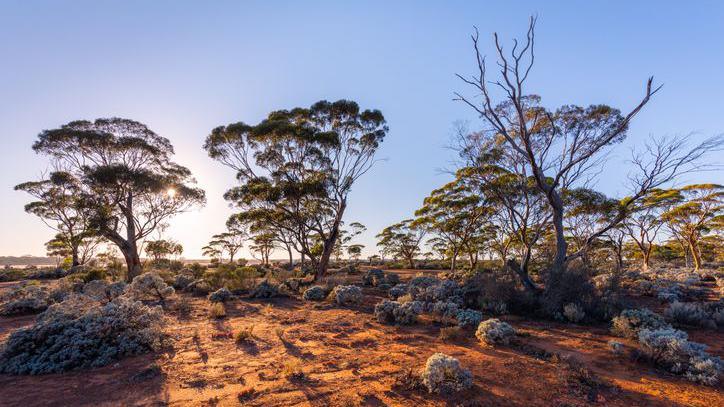 Hyden - Norseman road in Western Australia.