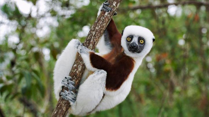 Coquerel’s sifaka in the wild.