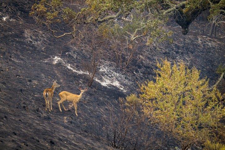 deer in burned landscape