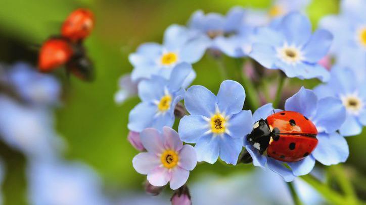 a red ladybird with black spots sitting on some small blue flowers - there is an out of focus ladybird taking flight in the background