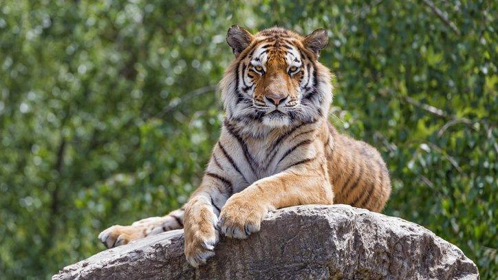 Tiger on rock