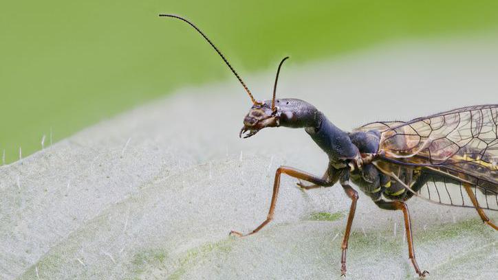 A close-up of a snake fly.