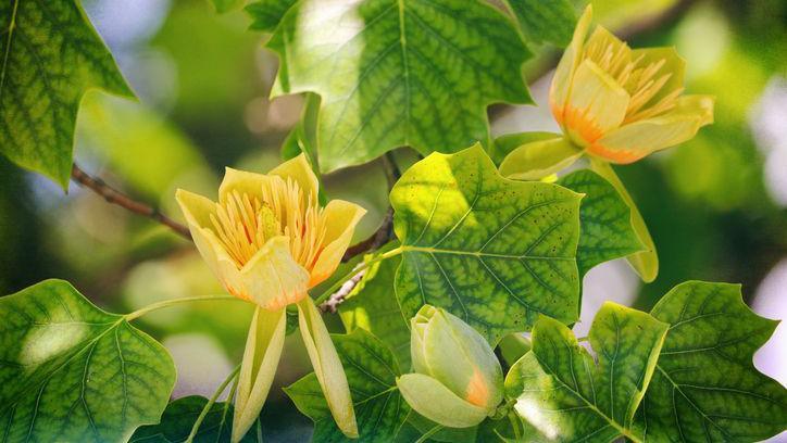 Tulip tree