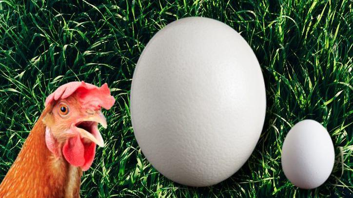 A hen looking shocked next to a picture of an ostrich egg and a chicken egg